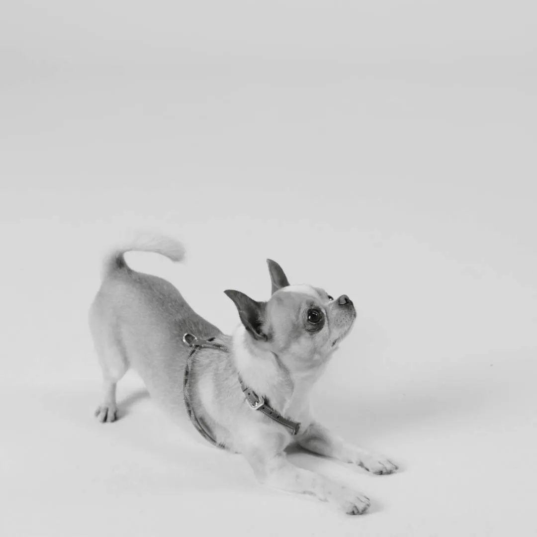 video Edmond Harness Mini